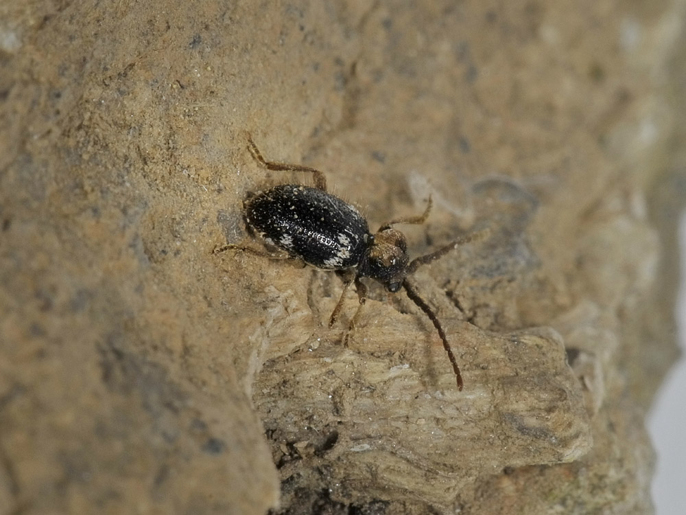 Anobiidae Ptininae?  S, Ptinus cfr. bidens